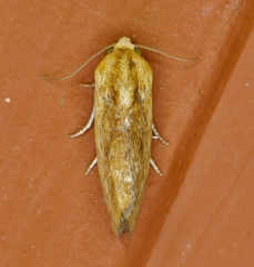 Ponometia exigua