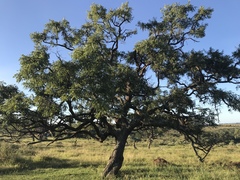 Stryphnodendron adstringens