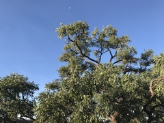 Stryphnodendron adstringens