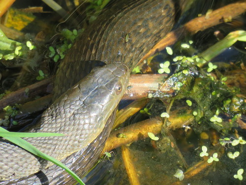 Photo of a Mississippi Green Water Snake (Nerodia cyclopion)
