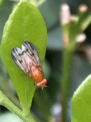 Homoneura