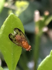 Homoneura