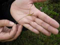 Carex globosa