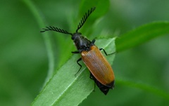 Anostirus castaneus