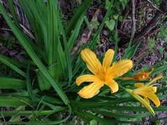 Hemerocallis lilioasphodelus