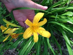 Hemerocallis lilioasphodelus