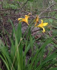 Hemerocallis lilioasphodelus