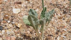 Eriogonum gracile gracile