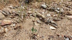 Eriogonum gracile gracile