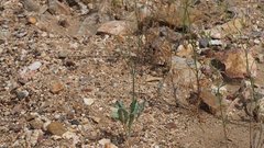 Eriogonum gracile gracile