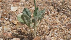 Eriogonum gracile gracile