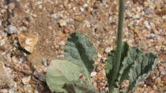 Eriogonum gracile gracile