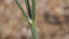 Eriogonum gracile gracile