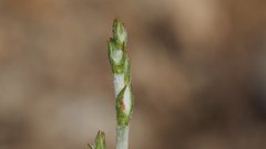 Eriogonum gracile gracile