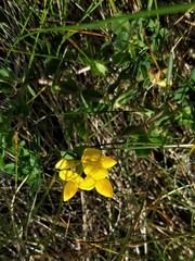 Lotus corniculatus corniculatus