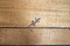 Phyllodactylus lepidopygus