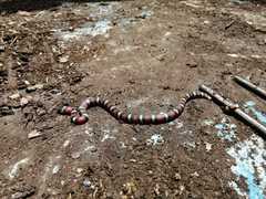 Lampropeltis abnorma