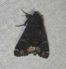 Catephia alchymista
