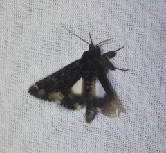 Catephia alchymista