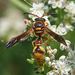 Boll's Potter Wasp - Photo (c) Ramon(Ray) Evans, some rights reserved (CC BY-NC), uploaded by Ramon(Ray) Evans