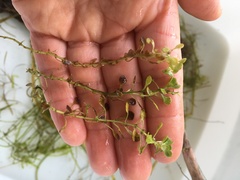 Callitriche heterophylla