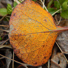 Rossmanomyces pyrolae