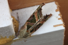 Phlogophora