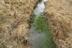 Zostera japonica