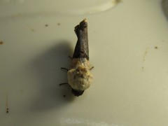 Tarache areloides
