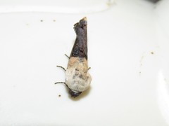 Tarache areloides