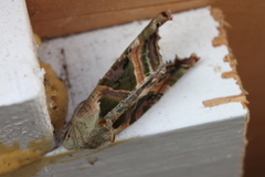 Phlogophora