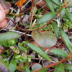 Rossmanomyces pyrolae