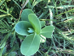 Euphorbia marginata
