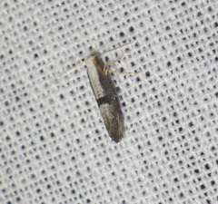 Argyresthia spinosella