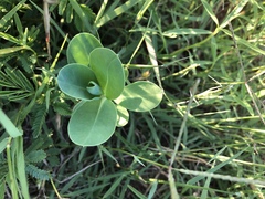 Euphorbia marginata