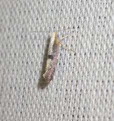 Argyresthia spinosella