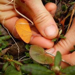 Rossmanomyces pyrolae