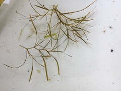 Potamogeton foliosus