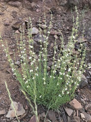 Penstemon deustus