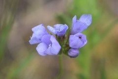 Gilia achilleifolia