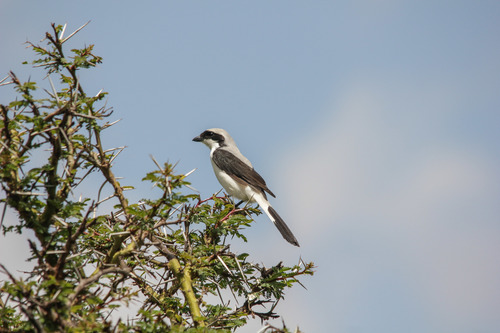 Grey-backed Fiscal
