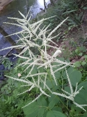 Aruncus