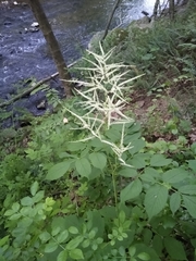 Aruncus