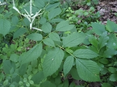 Aruncus