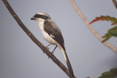 Grey-Backed Fiscal photo 4