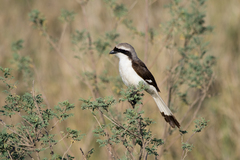 Grey-Backed Fiscal photo 2