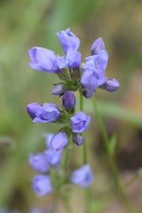 Gilia achilleifolia