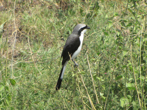 Grey-backed Fiscal