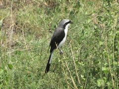 Grey-Backed Fiscal photo 5