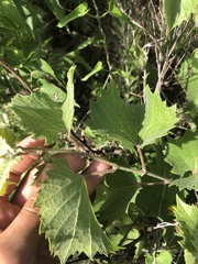 Vitis acerifolia